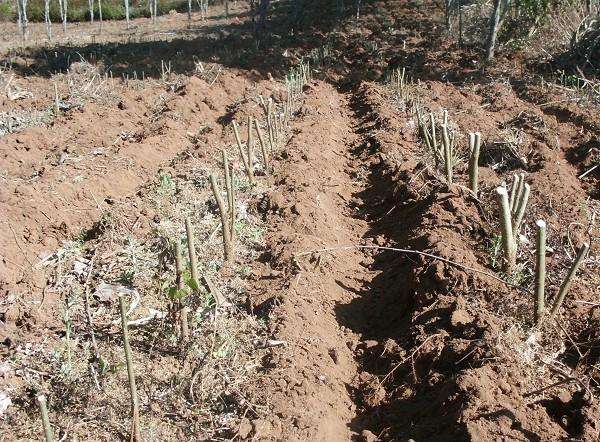 151416476856347786.jpg timg.jpg