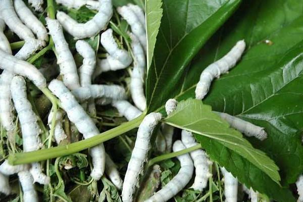 151442570296831819.jpg 24121713906.jpg