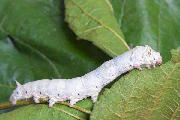 151442572032377487.jpg 24121651495.jpg